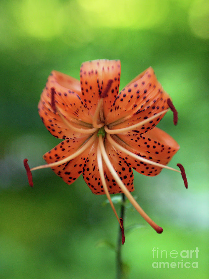 Dreamy Tiger Lily Photograph by Dorothy Lee