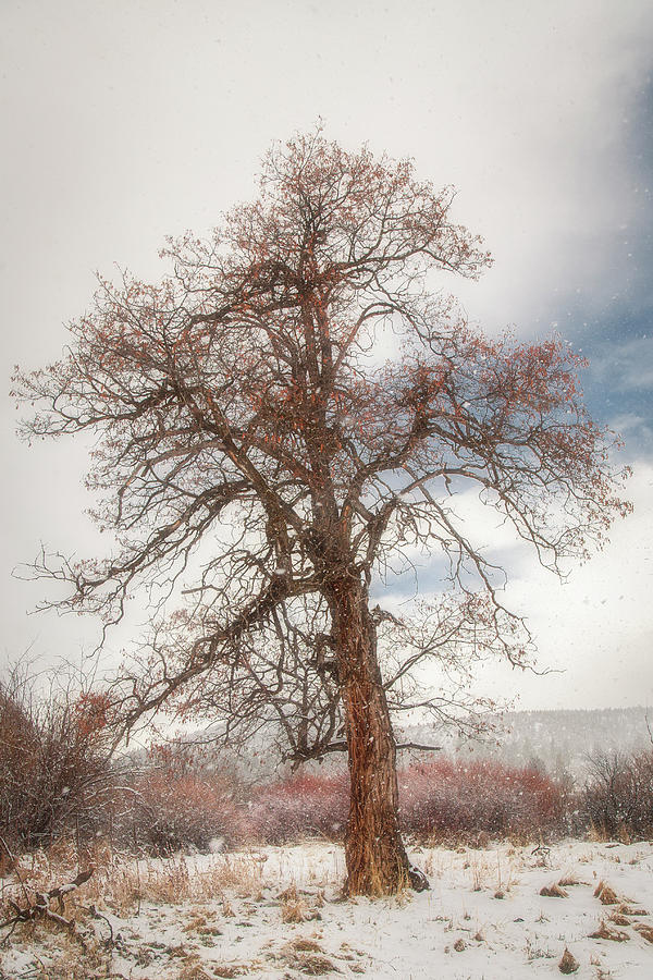 Dreamy Tree Photograph by Mike Lee