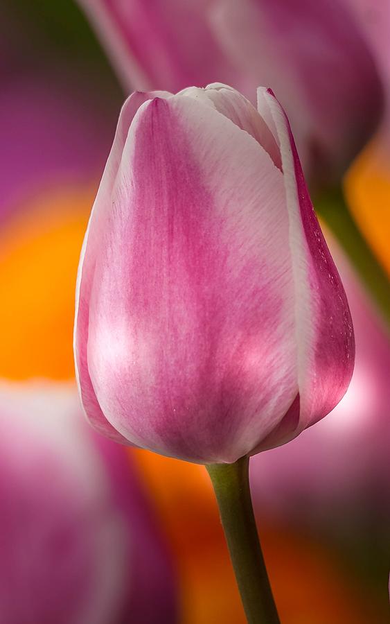 Dreamy Tulips Photograph by Susan Rydberg