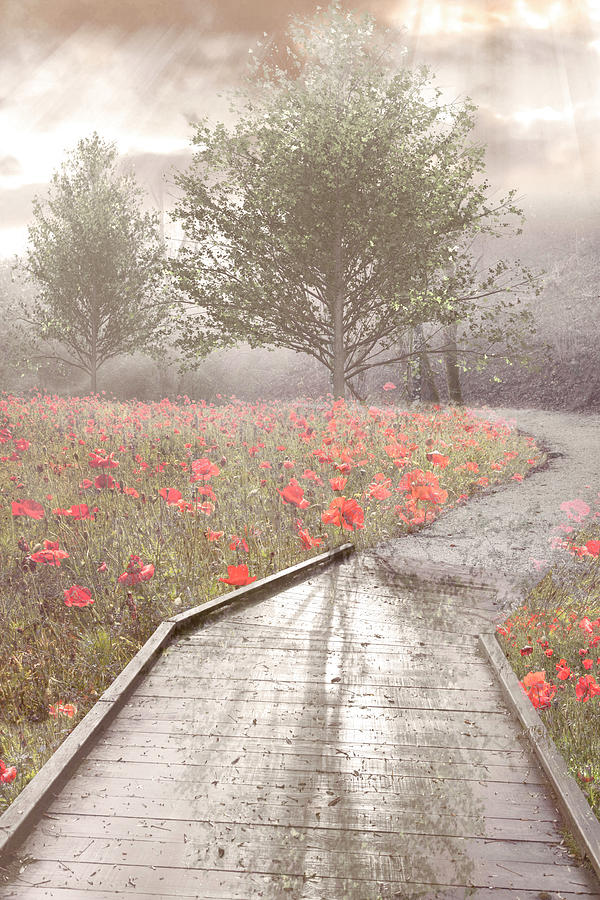 Dreamy Walk in Poppies II Cottage Hues Photograph by Debra and Dave Vanderlaan