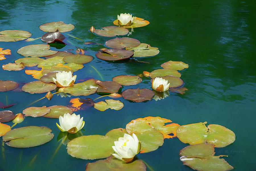Dreamy Water Lilies on Pond Photograph by Bonnie Follett