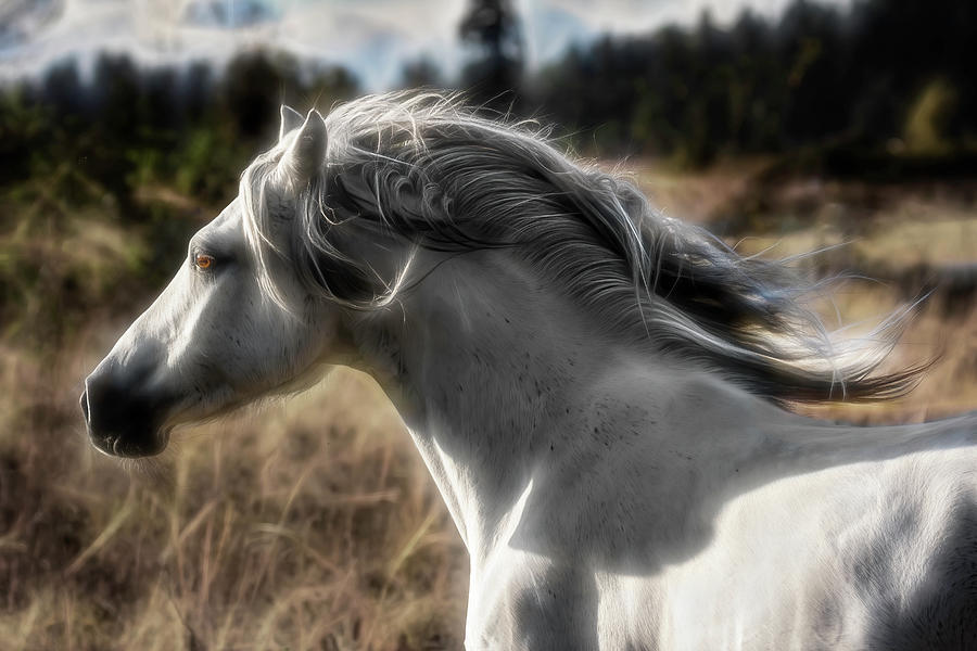 Dreamy Welsh Pony Photograph by Wes and Dotty Weber
