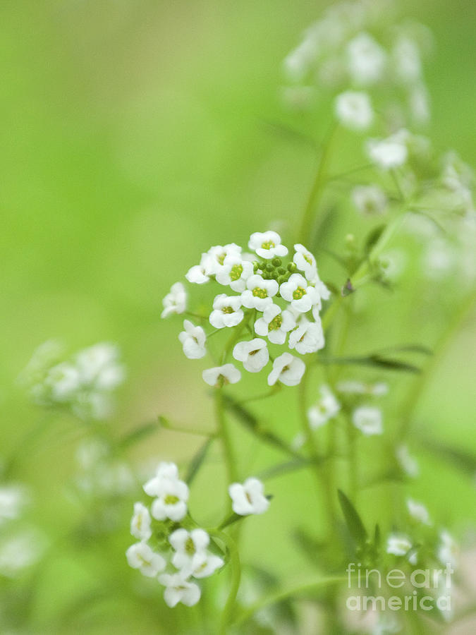 Dreamy White Flowers Photograph by Dorothy Lee