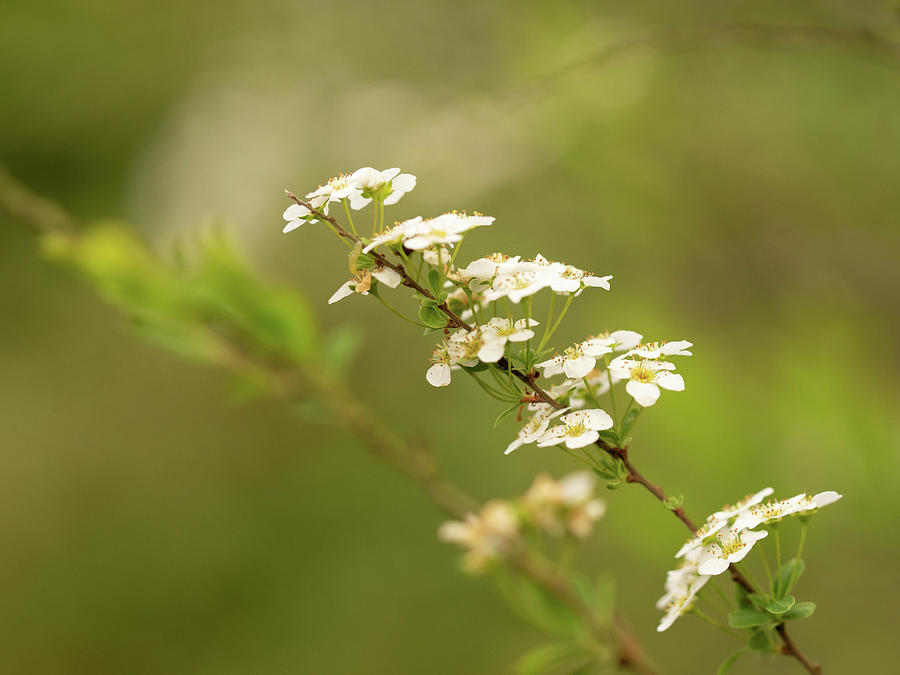 Dreamy white flowers Photograph by Average Images