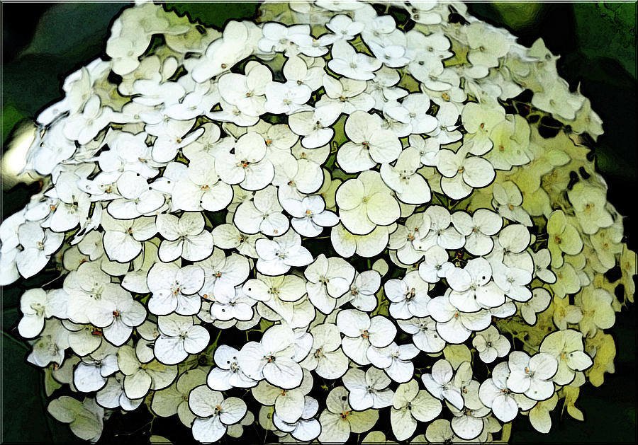 Dreamy White Hydrangea Photograph