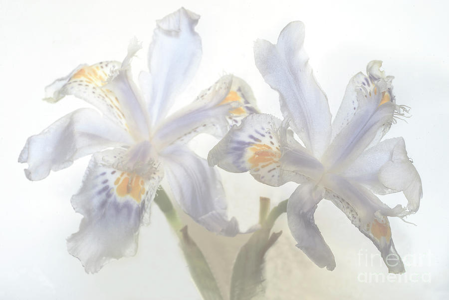 Dreamy White Iris Flowers. Photograph by Alexander Vinogradov