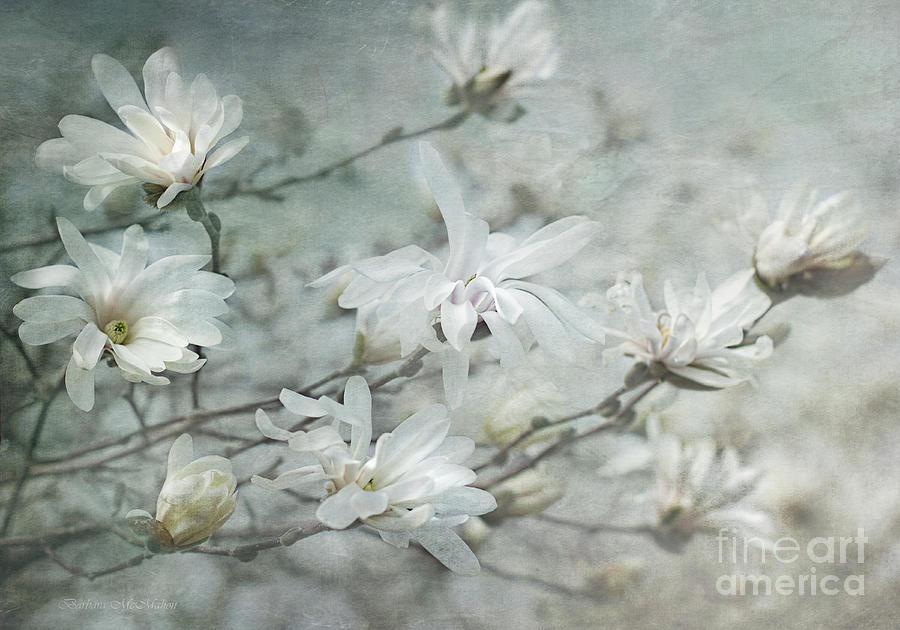 Dreamy White Magnolias Photograph by Barbara McMahon
