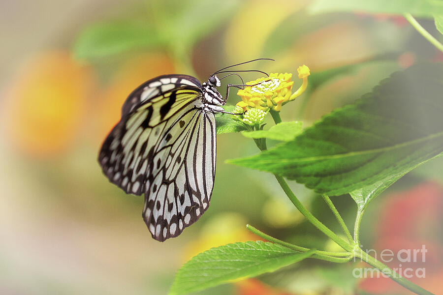 Butterfly Photograph - Dreamy White Paper Kite Butterfly by Sharon McConnell