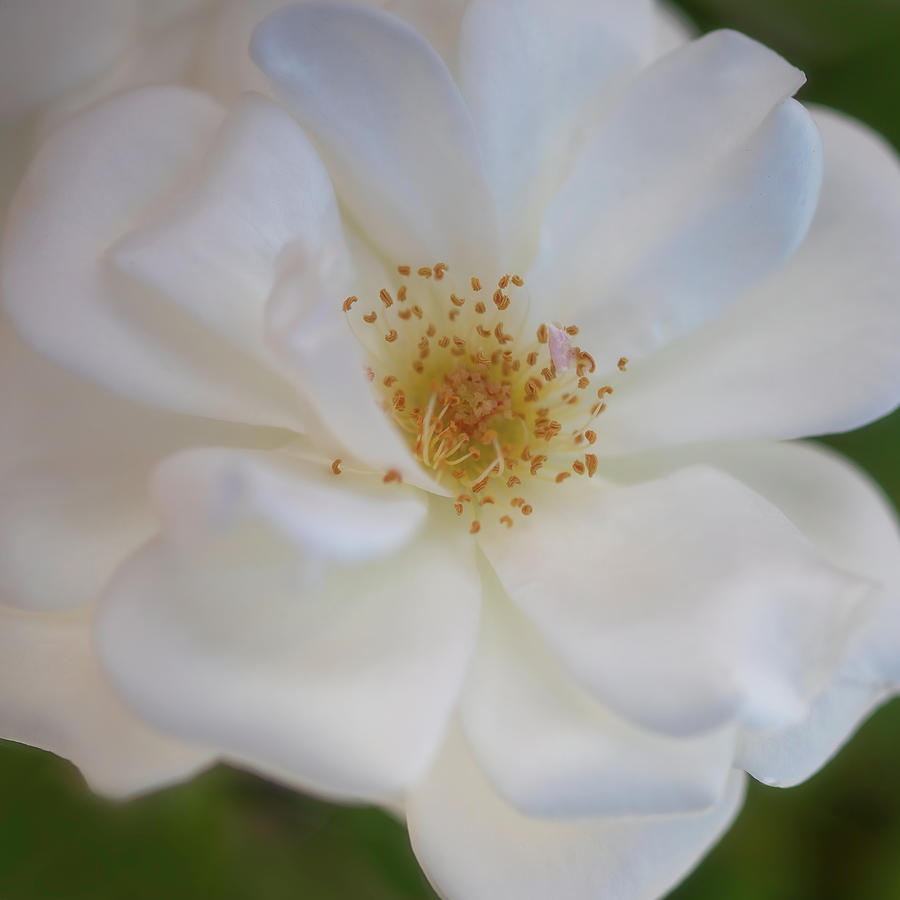 Dreamy White Rose Photograph by Teresa Wilson