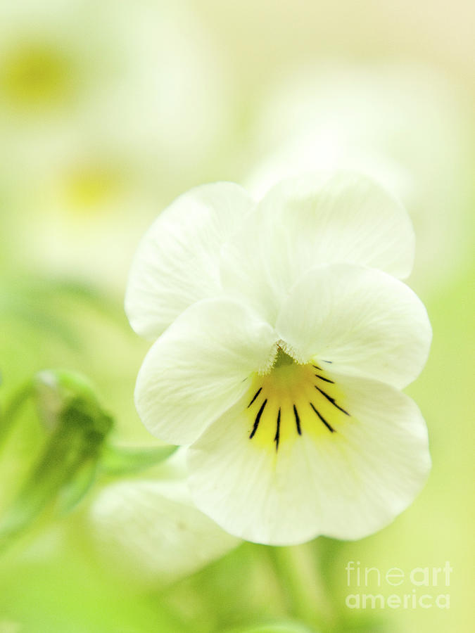 Dreamy White Viola Photograph by Dorothy Lee
