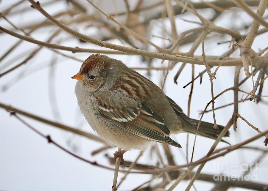 Dreamy Winter Sparrow Photograph