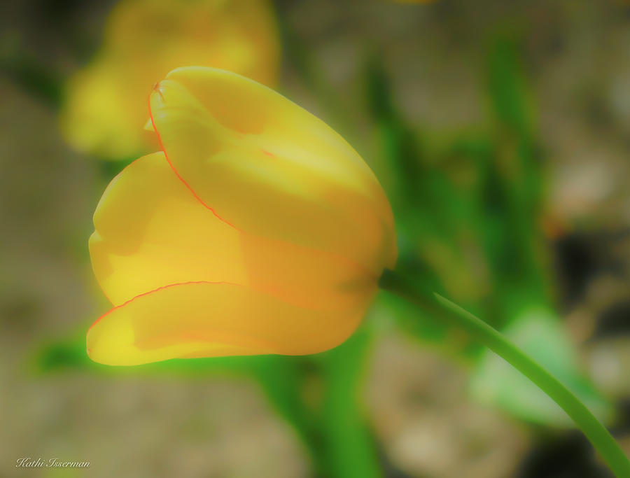 Dreamy Yellow Photograph by Kathi Isserman Dreamy Yellow Photograph by Kathi Isserman