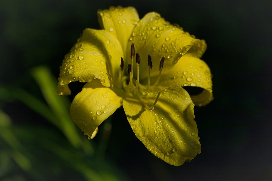 Drenched Daylily Photograph by Lynn Hopwood