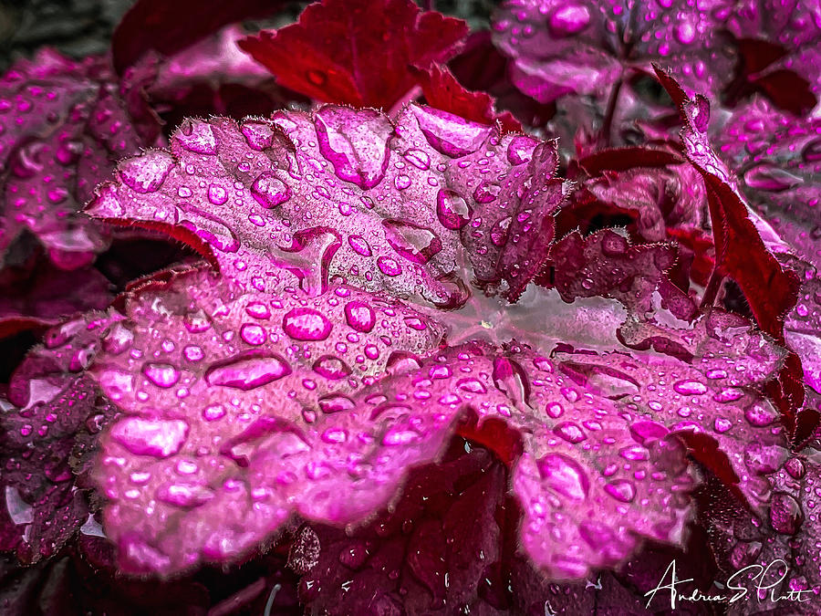 Drenched in Spring Photograph by Andrea Platt