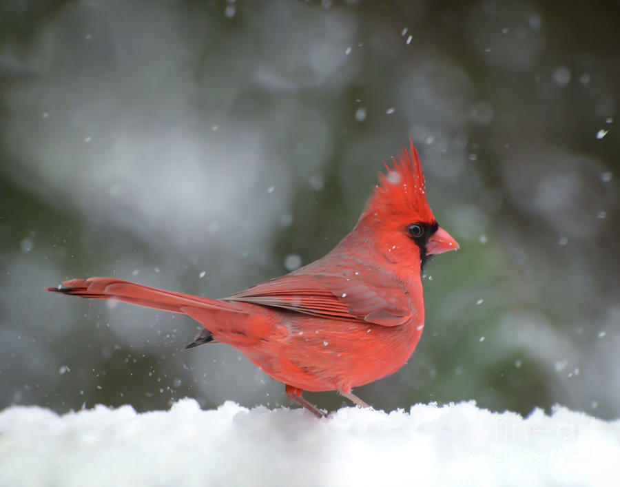 Dressed in Red - Male Cardinal in the Snow Photograph by Kerri Farley