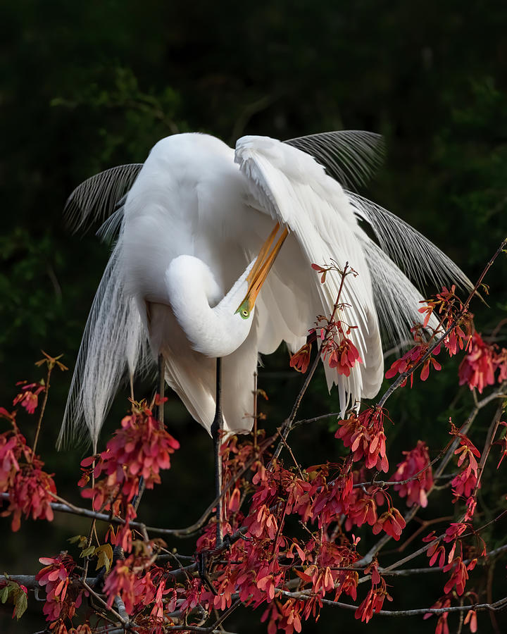 Dressed to Impress - Great Egret Photograph by Carl Amoth