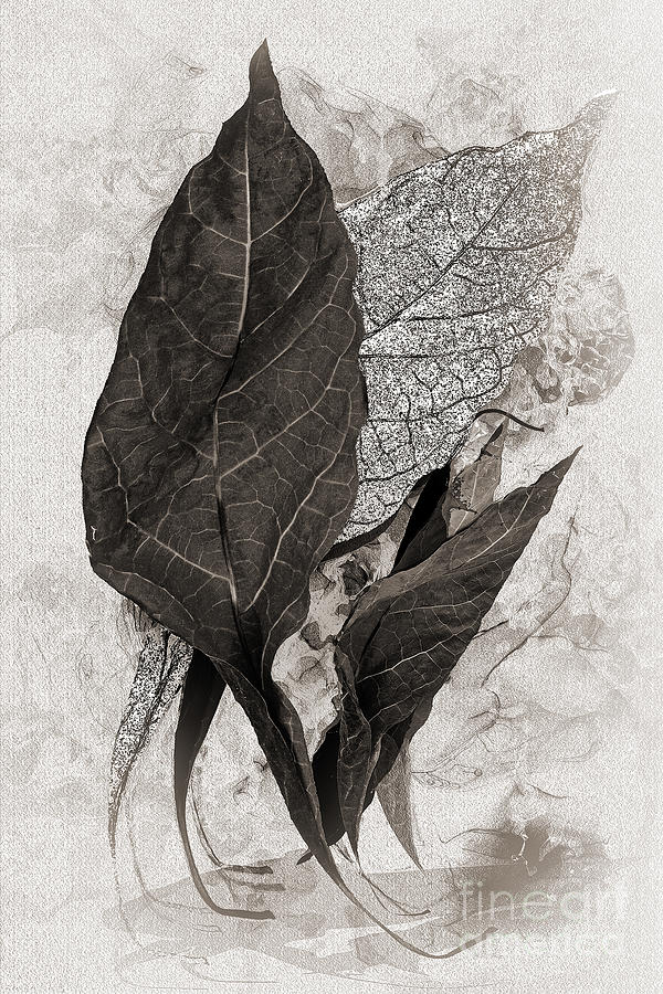 Dried Avacado Leaves - Black And White Digital Art by Anthony Ellis
