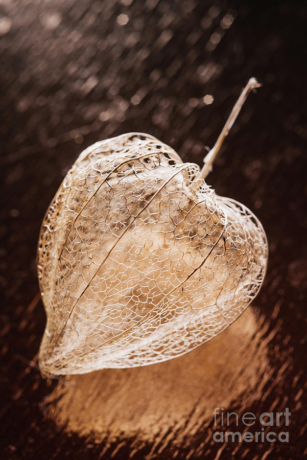 Dried Box From The Fruit Of Physalis Photograph