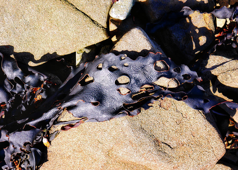 Dried Bull Kelp Photograph by Lexa Harpell