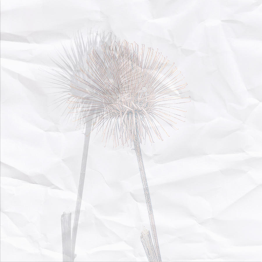 Dried burdock head plant on White background Photograph by Cristina Stefan
