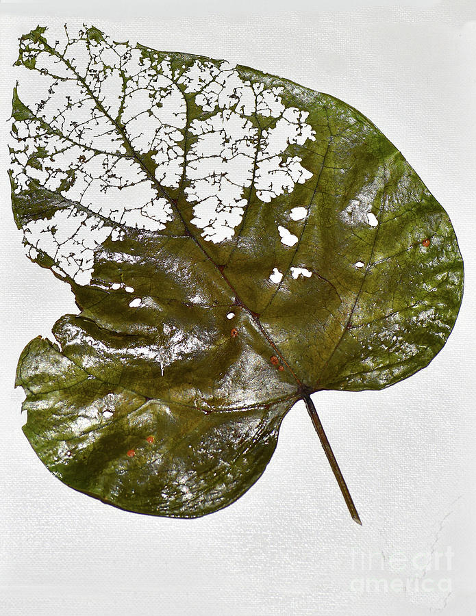 Dried Catawba Leaf Photograph by Skip Willits