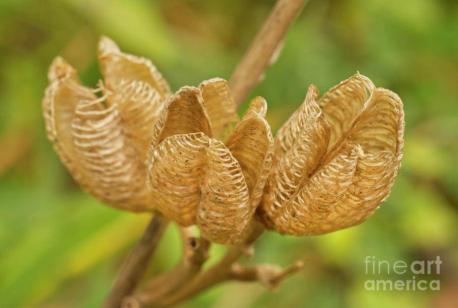 Dried Day Lillies Seed Pods Photograph by Iris Richardson Pixels