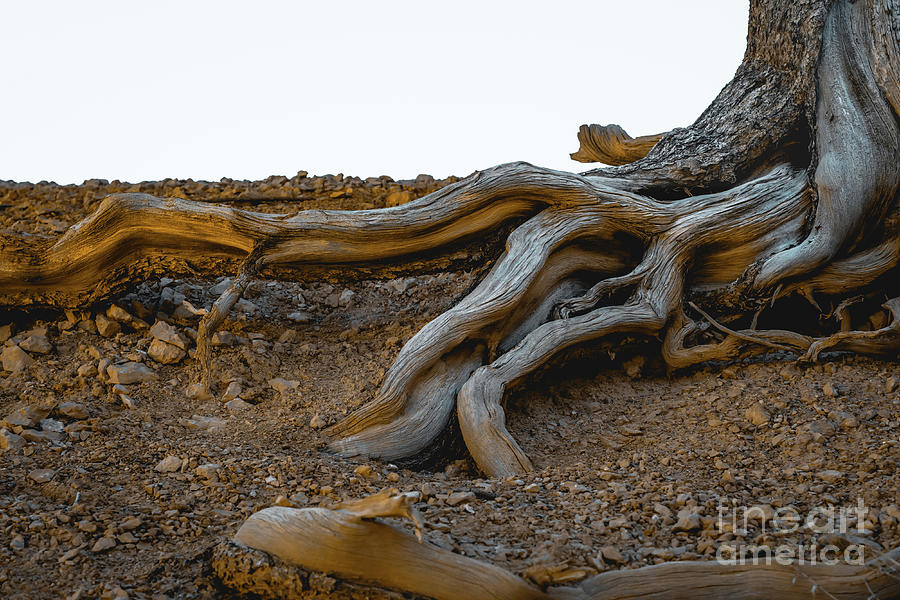 Dried dead tree and its roots Photograph by Hanna Tor | Pixels