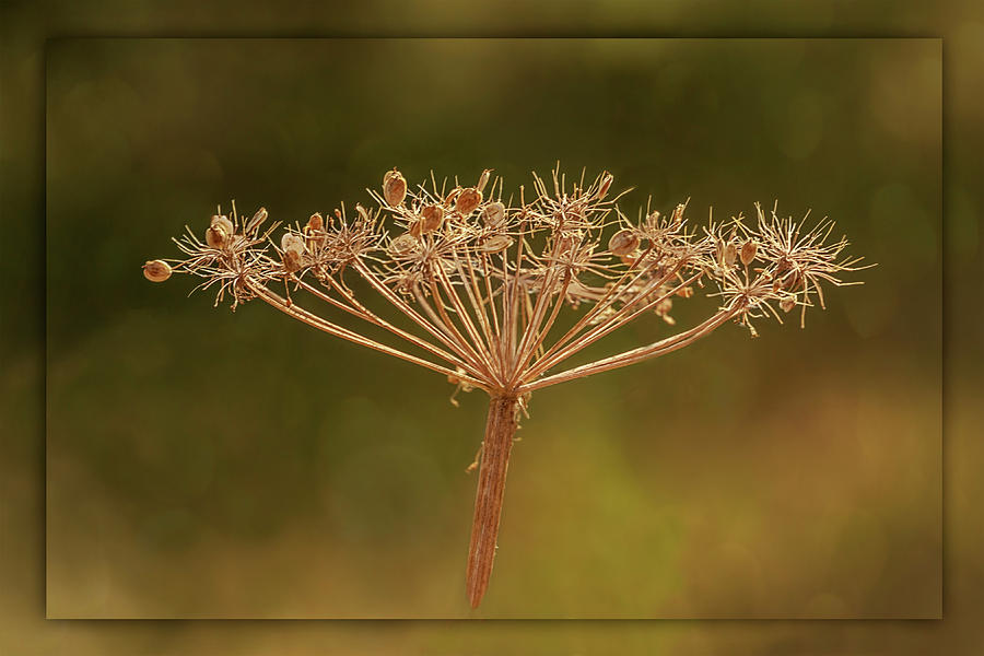 Dried Flower Photograph by C VandenBerg