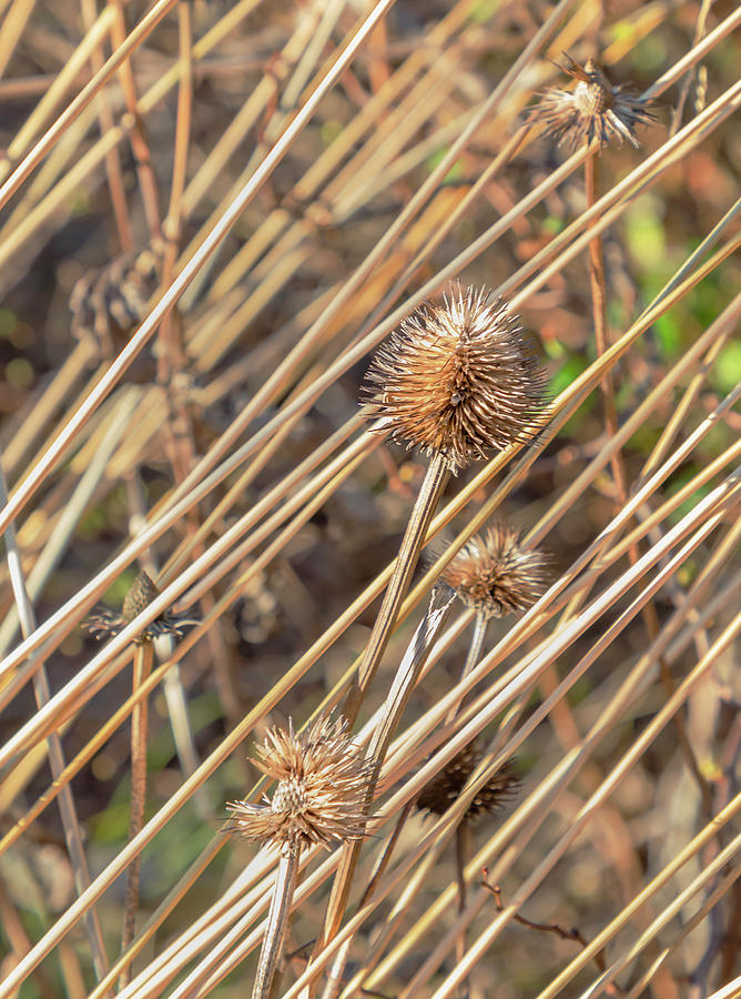 Dried Grass and Prickly Plant Photograph by Cate Franklyn