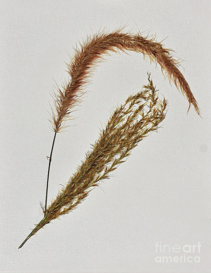 Dried Grasses No 2 Photograph by Skip Willits