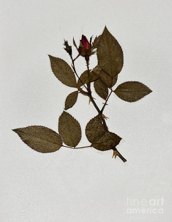 Dried Knock Out Rose Photograph by Skip Willits