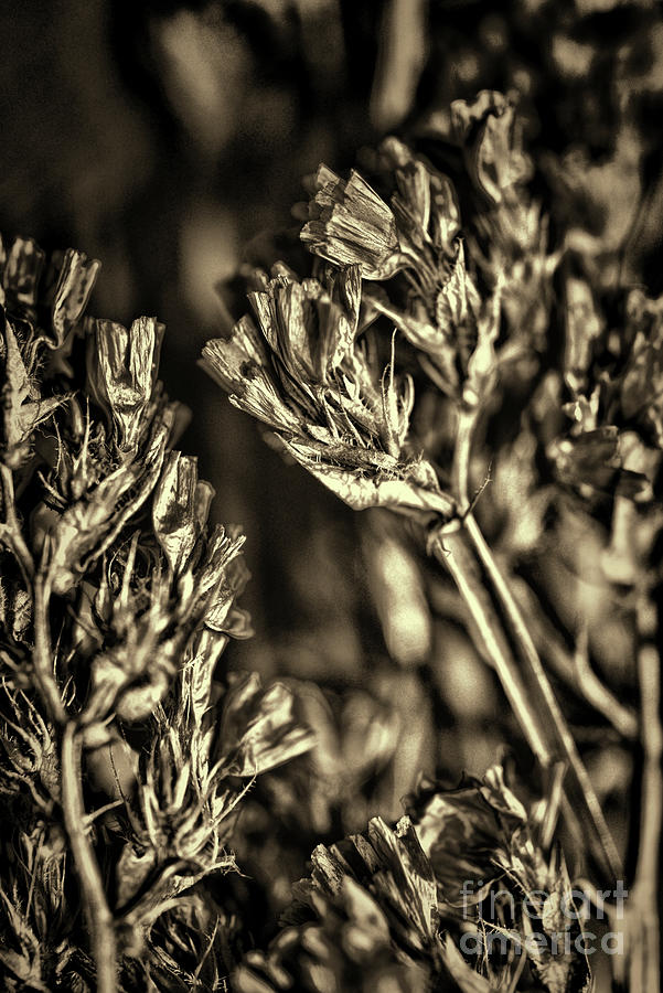 Dried Lavender A Powerful Herb retro style Photograph by Paul Ward