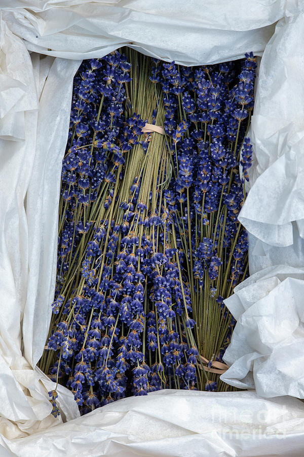 Dried Lavender in a Box Photograph by Tim Gainey