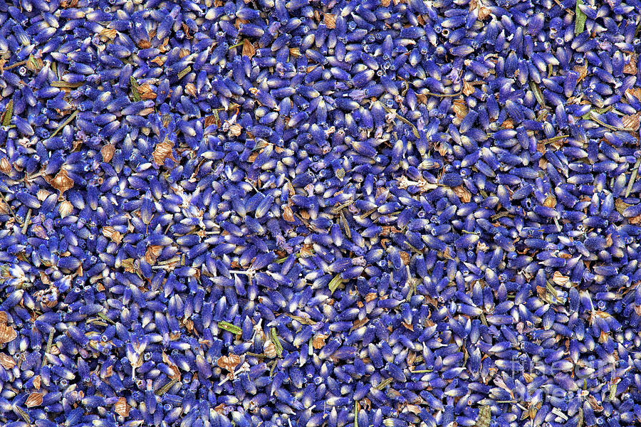 Dried Lavender  Photograph by Tim Gainey