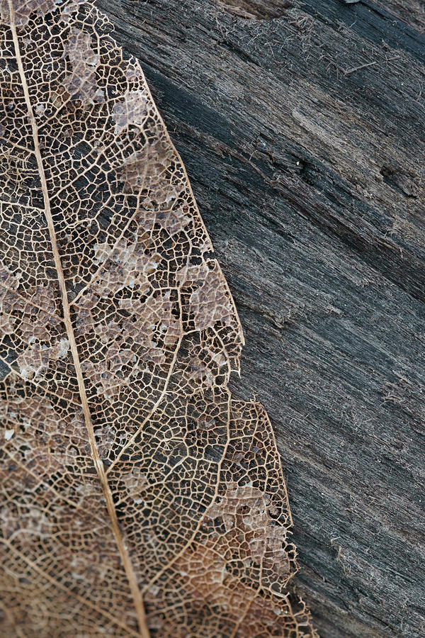 Dried leaf veins skeleton  Photograph by Mike Fusaro