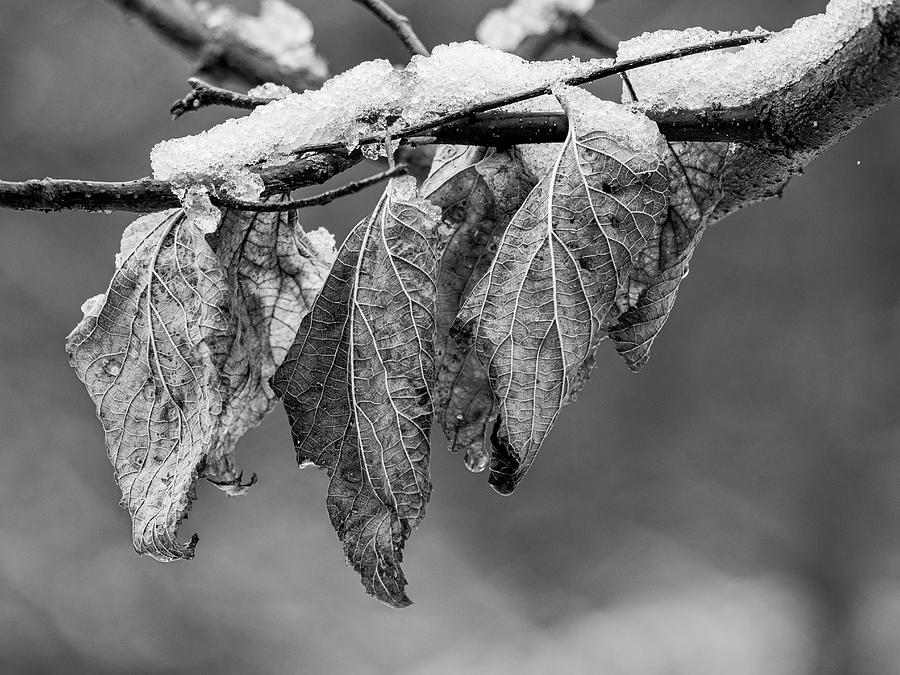 Dried Leaves and Early Snow Photograph by Todd Bannor