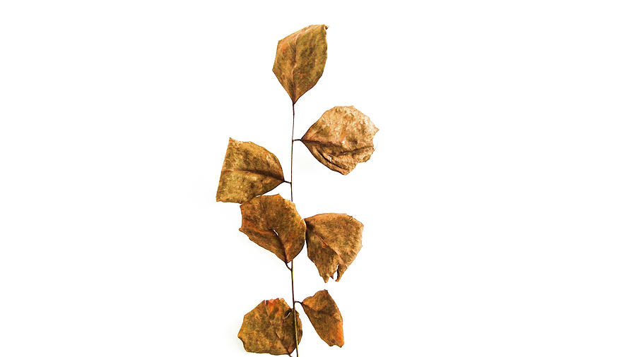Dried leaves  Photograph by Faa shie