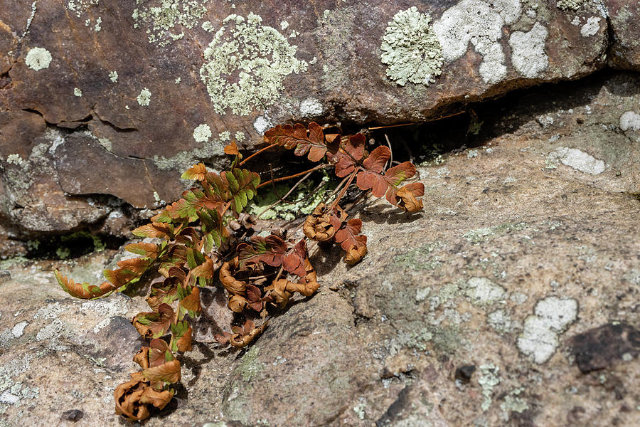 Dried Leaves in Rock Photograph by Craig A Walker