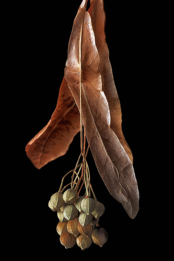 Dried leaves with fruits Photograph by Wolfgang Stocker