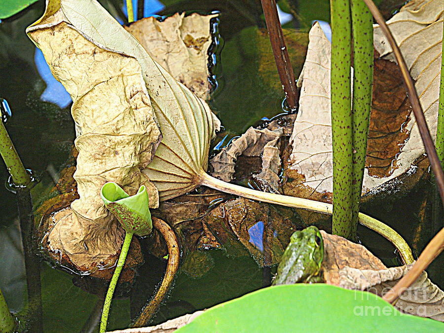 Dried Lotus Leaf Beauty Photograph by Nancy Kane Chapman