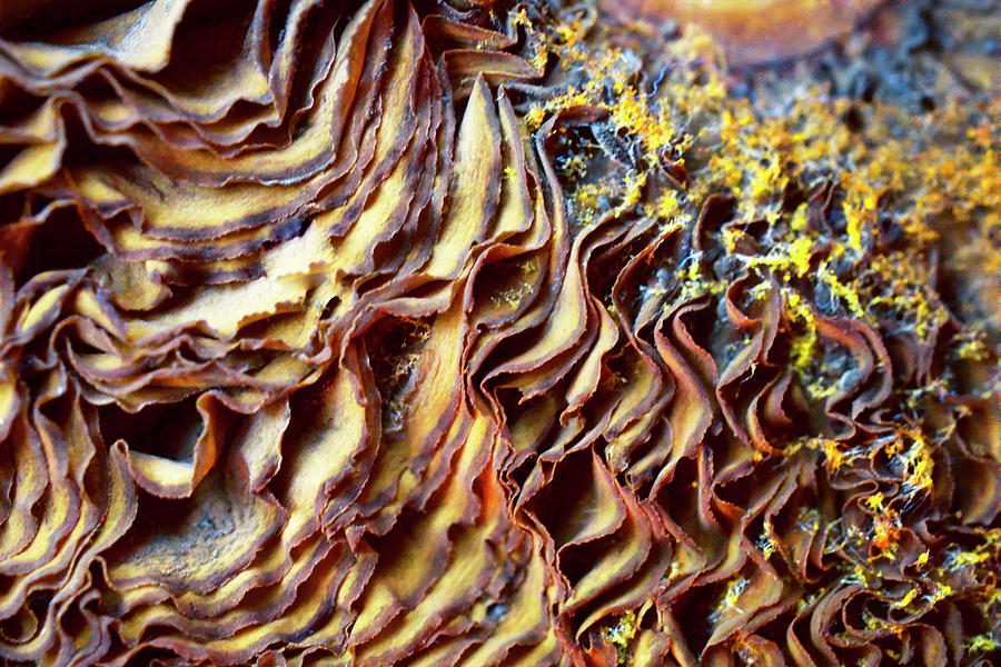 Dried Mushroom Gills Photograph by Iris Richardson