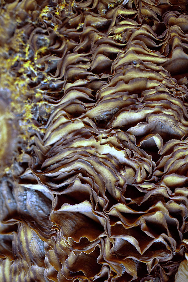 Dried Mushroom Gills Two Photograph