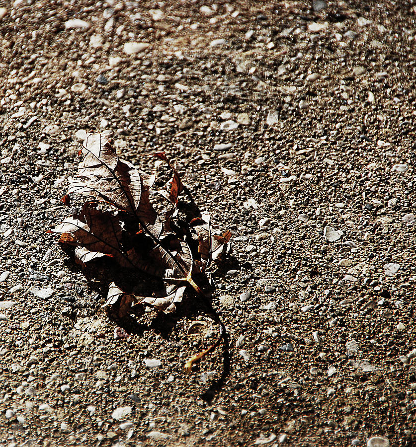 Fall Photograph - Dried Out  by Simone Hester