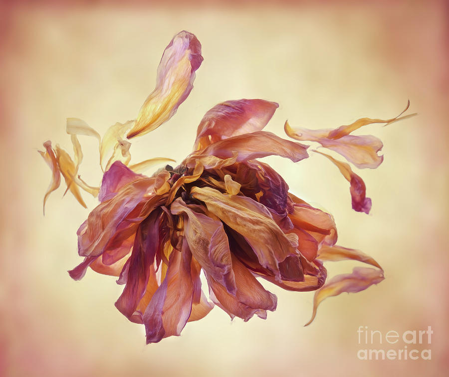 Dried Pink Peony Photograph by Ava Reaves