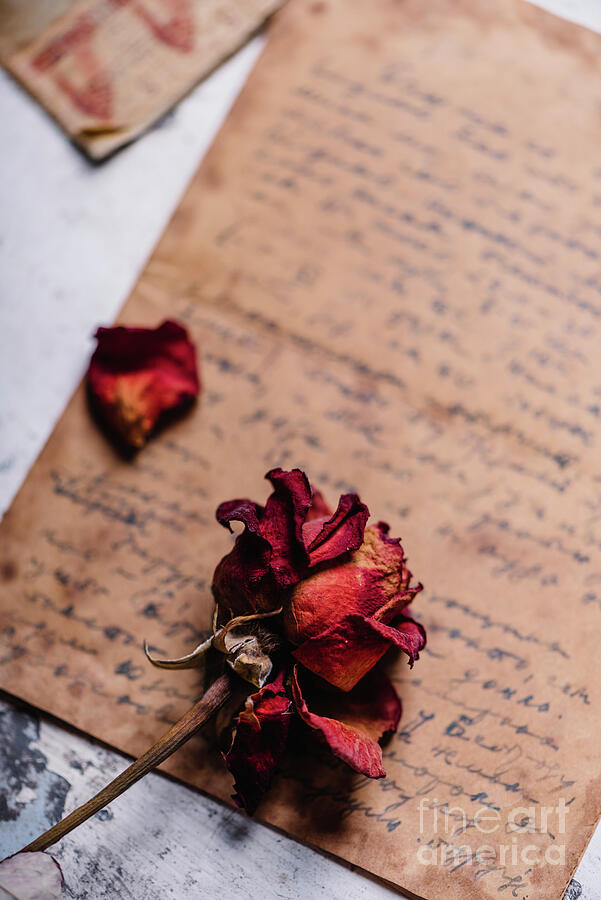 Dried Red Rose On A Vintage Handwritten Letter Photograph by Jelena Jovanovic Dried Red Rose On A Vintage Handwritten Letter Photograph by Jelena Jovanovic
