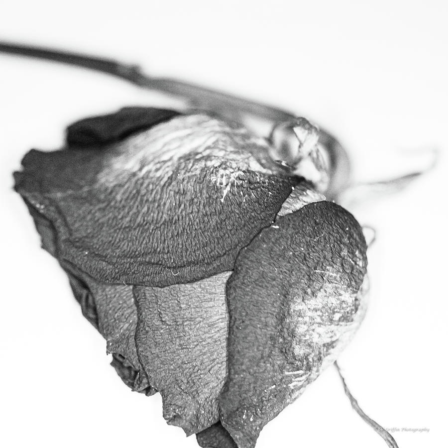 Dried Rose 1 Photograph by Al Griffin