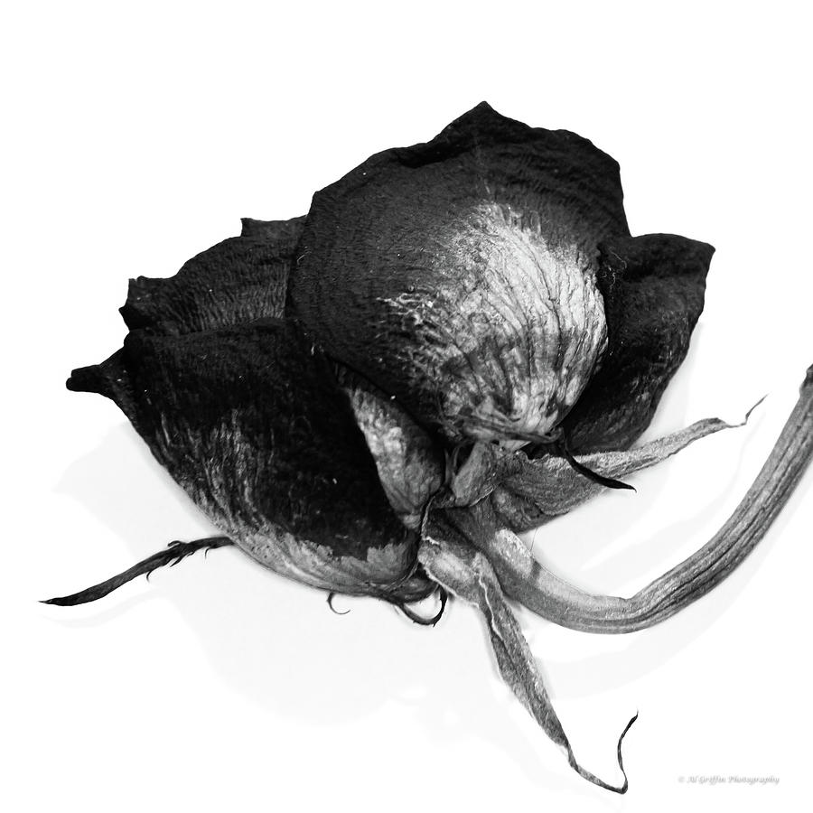 Dried Rose 3 Photograph by Al Griffin