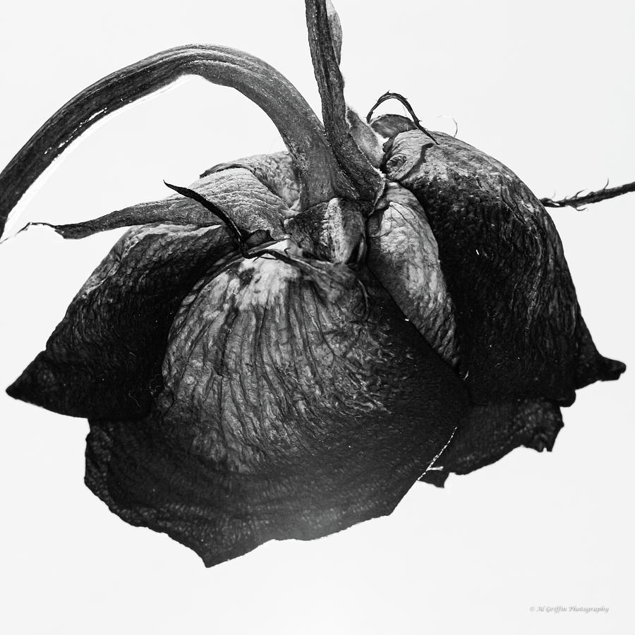 Dried Rose 6 Photograph by Al Griffin