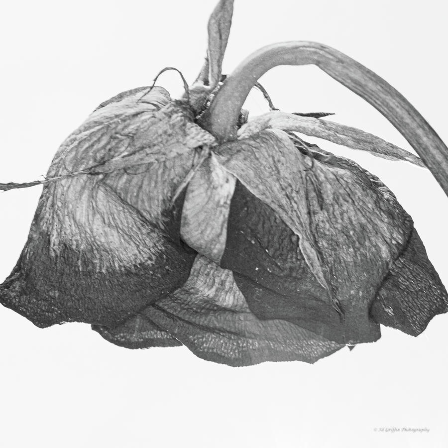 Dried Rose 7 Photograph by Al Griffin