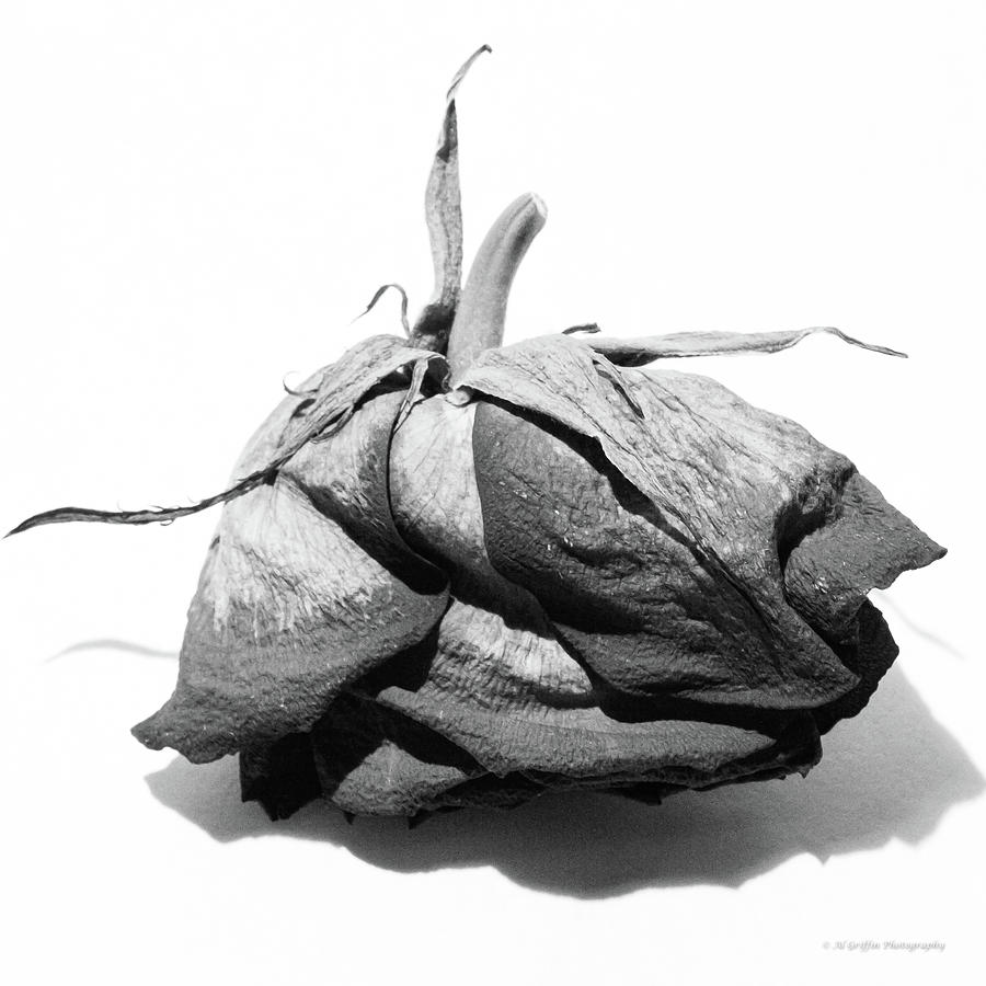Dried Rose 9 Photograph by Al Griffin